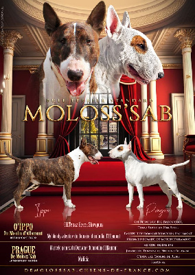 De Moloss'sab - Bull Terrier - Portée née le 11/04/2024