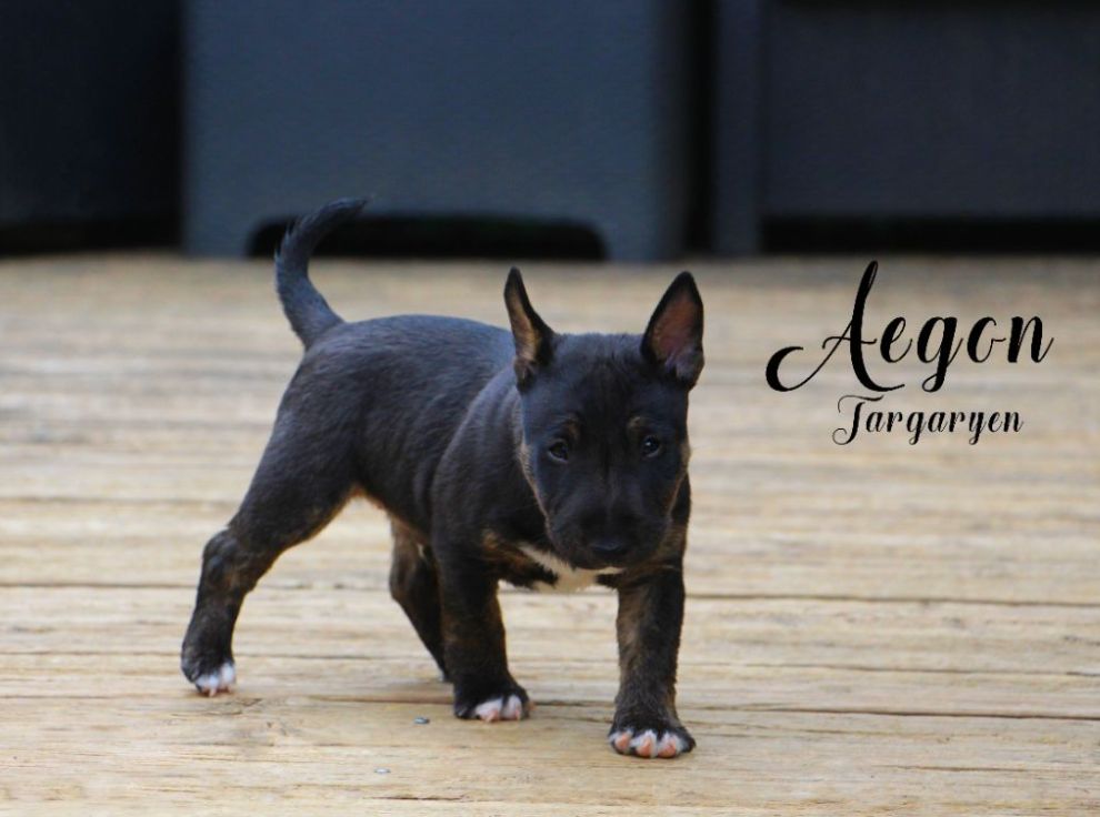De Moloss'sab - Chiots disponibles - Bull Terrier Miniature
