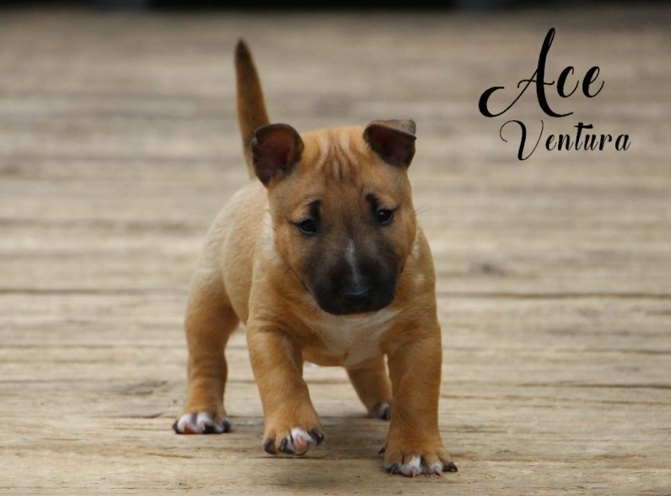 De Moloss'sab - Chiots disponibles - Bull Terrier Miniature