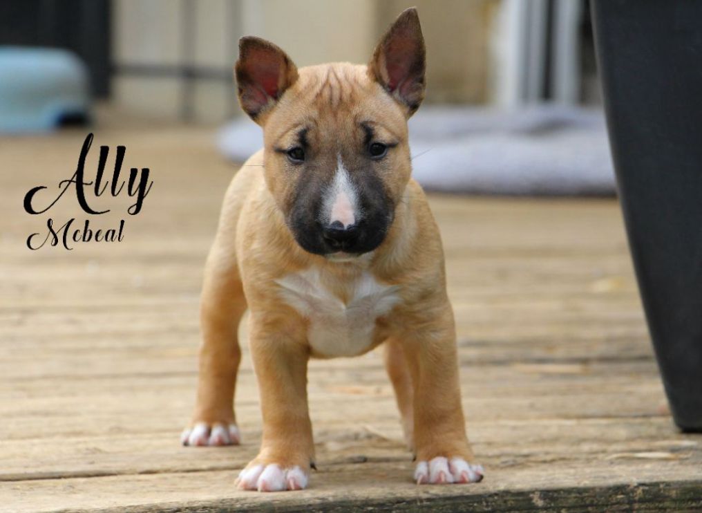 De Moloss'sab - Chiots disponibles - Bull Terrier Miniature