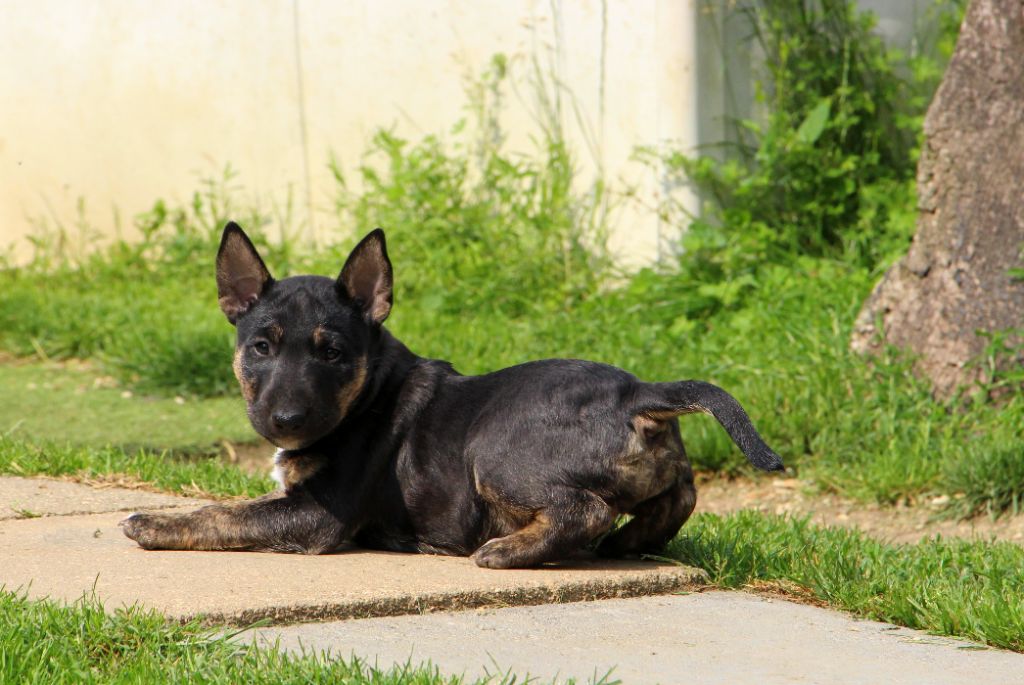 De Moloss'sab - Chiots disponibles - Bull Terrier Miniature