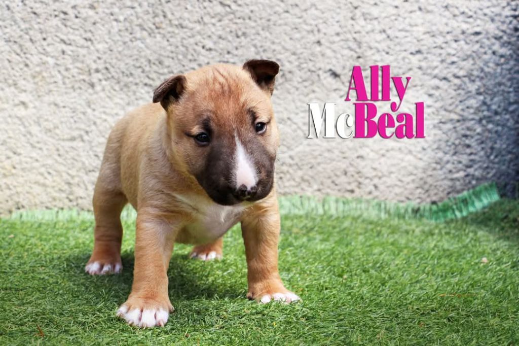 De Moloss'sab - Chiots disponibles - Bull Terrier Miniature