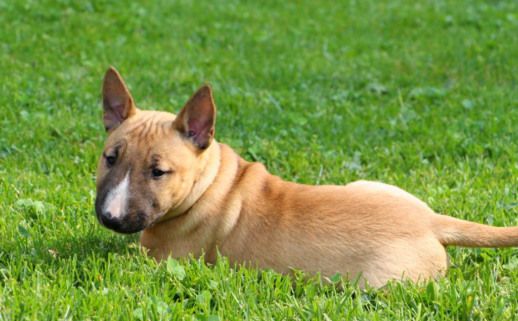 De Moloss'sab - Chiots disponibles - Bull Terrier Miniature