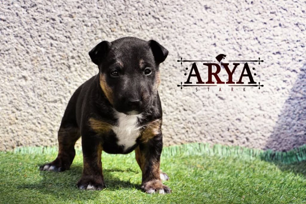 De Moloss'sab - Chiots disponibles - Bull Terrier Miniature