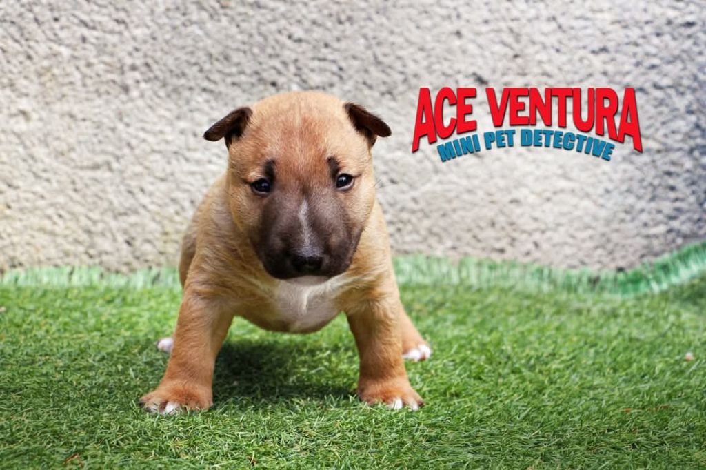 De Moloss'sab - Chiots disponibles - Bull Terrier Miniature