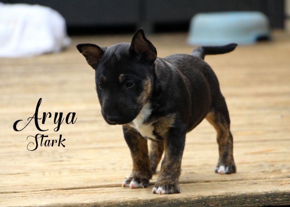 De Moloss'sab - Chiots disponibles - Bull Terrier Miniature