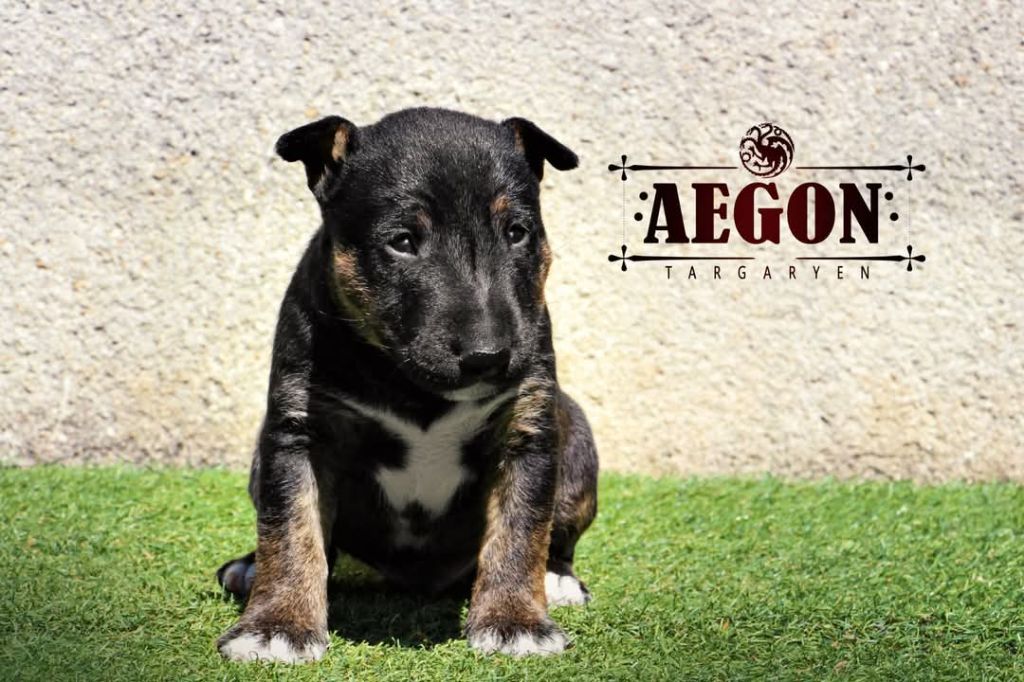 De Moloss'sab - Chiots disponibles - Bull Terrier Miniature
