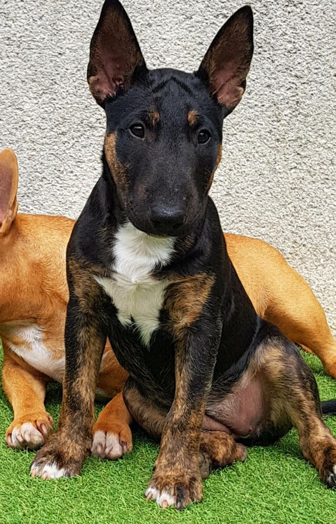 De Moloss'sab - Chiots disponibles - Bull Terrier Miniature
