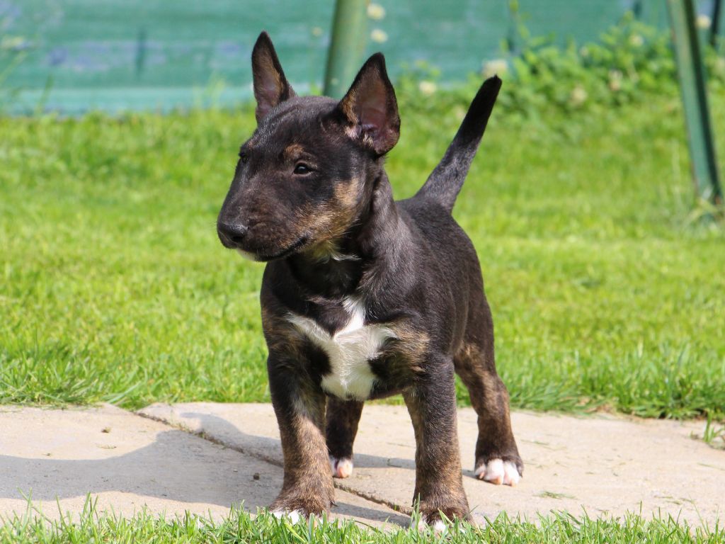 De Moloss'sab - Chiots disponibles - Bull Terrier Miniature
